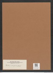 Pyxilla sp. (de-Toni-Nr.: Genus 164) Zeichnungen Sammlung Grunow Mappe 04254 (Herbarium_W_Grunow_drawings_Folder_04254)